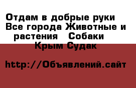 Отдам в добрые руки  - Все города Животные и растения » Собаки   . Крым,Судак